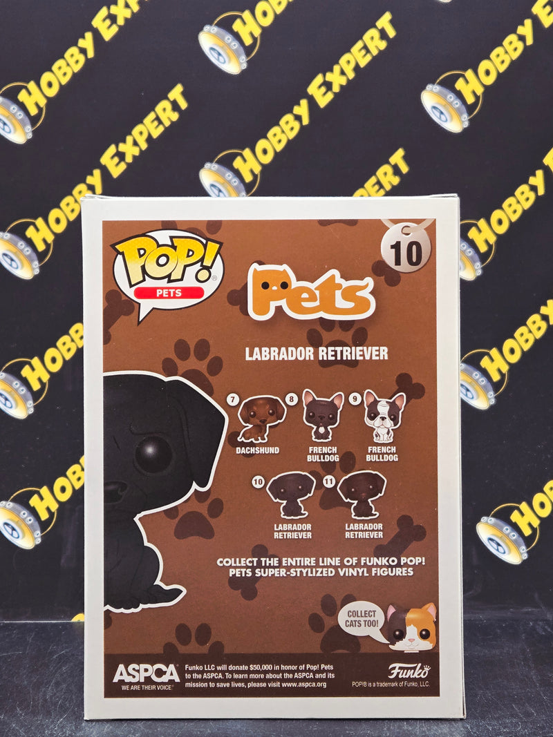 Labrador Retriever